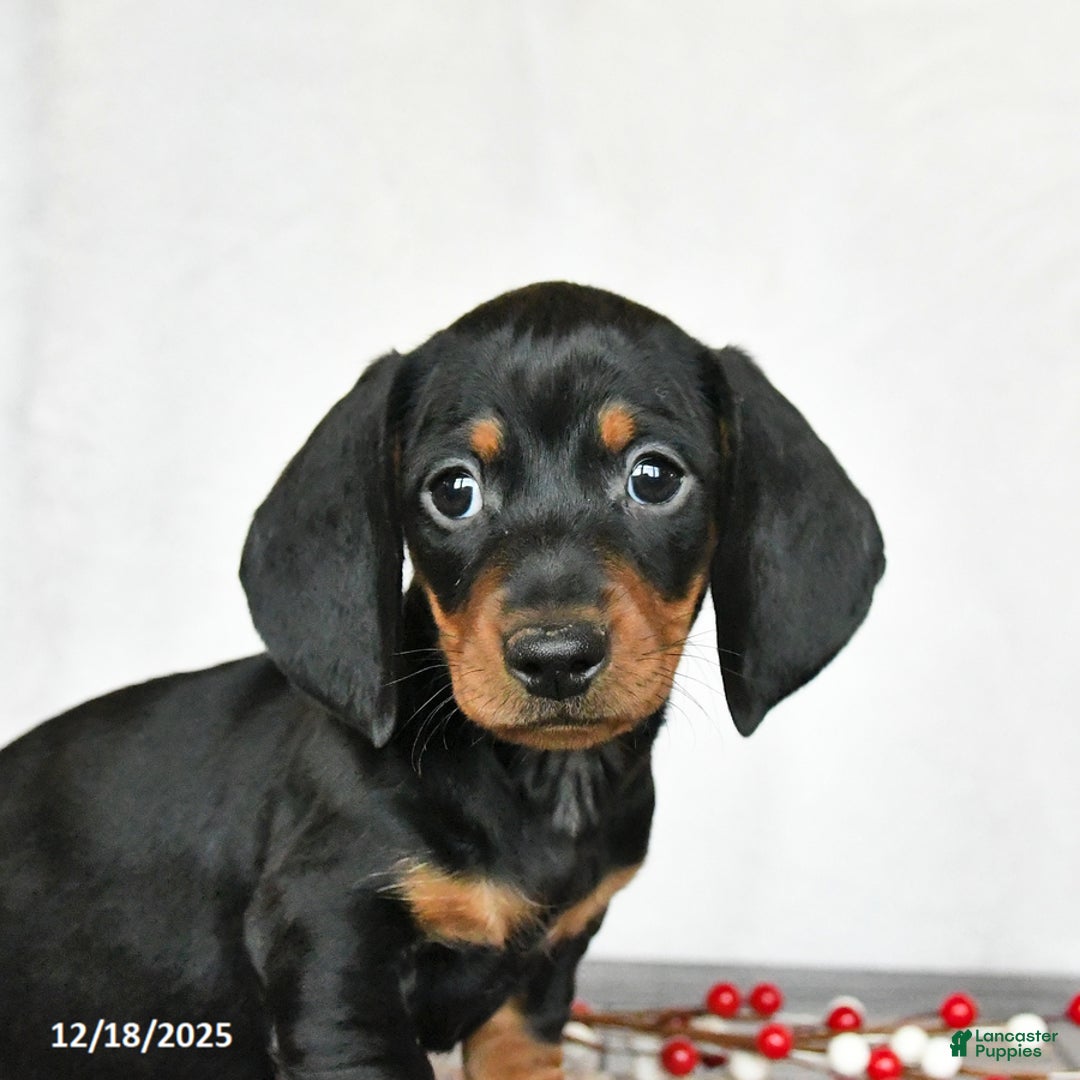 Miniature Dachshund dogs for sale: Scout - Ad 3
