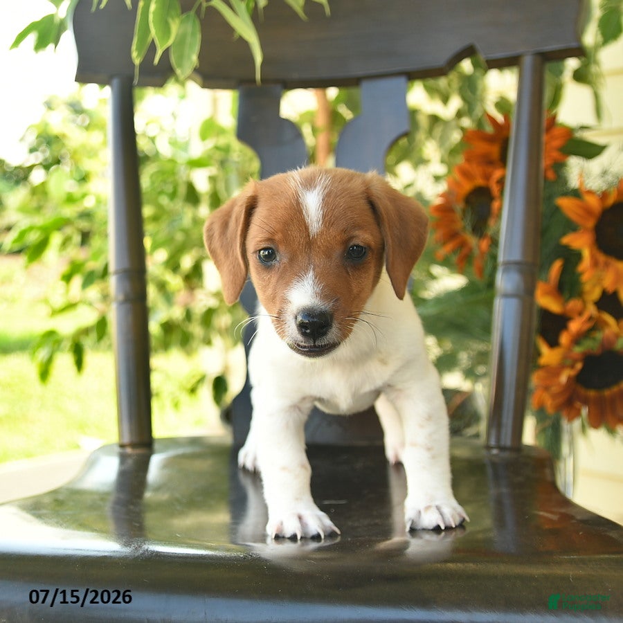 Jack Russell Terrier dogs Blossom  - Ad 2