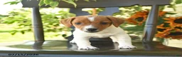 Jack Russell Terrier dogs for sale: Blossom  - Ad 2