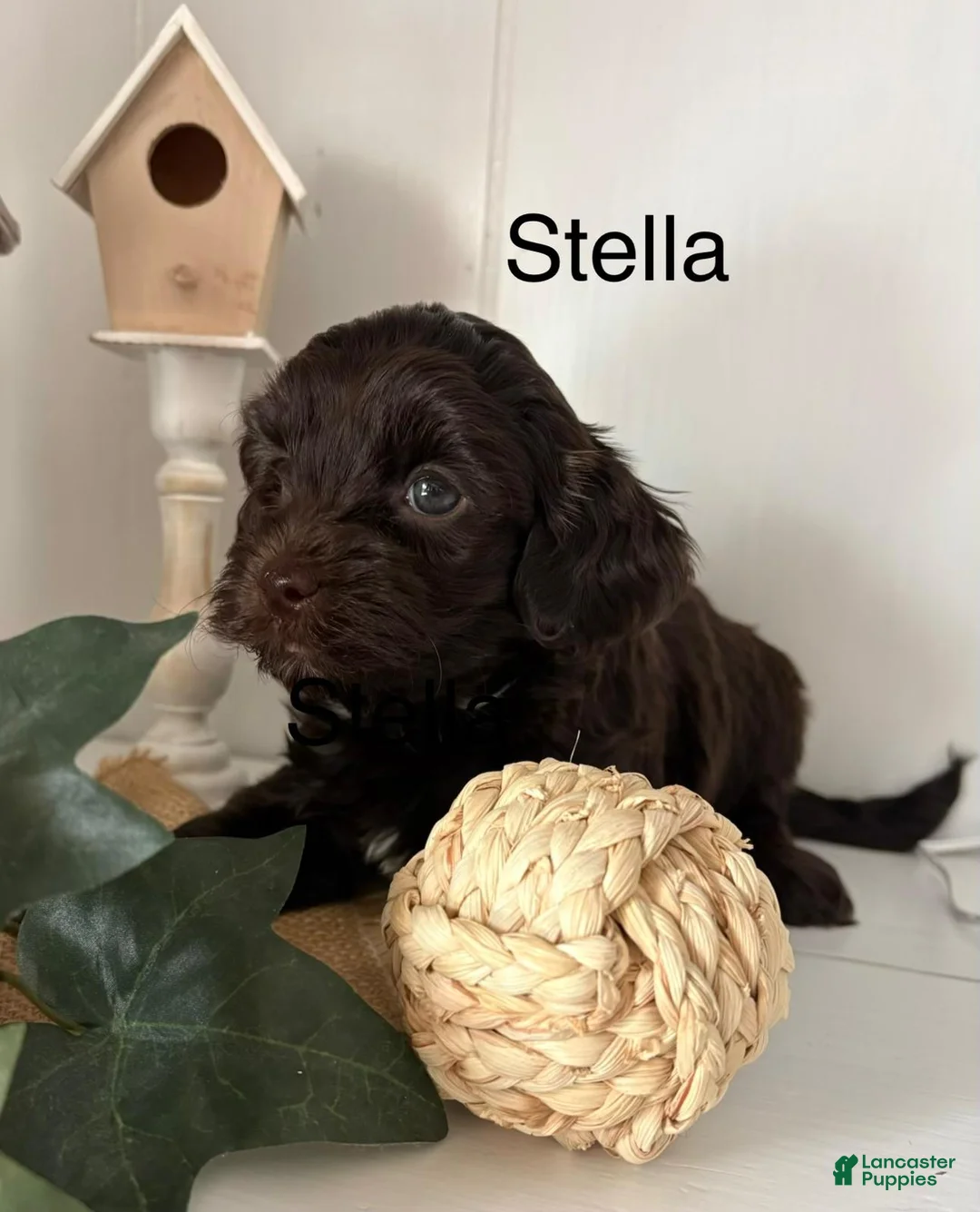 Yorkiepoo dogs for sale: Stella - Ad 1