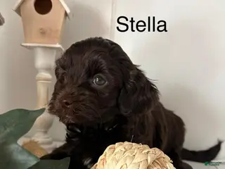 Yorkiepoo dogs Stella - Ad 31
