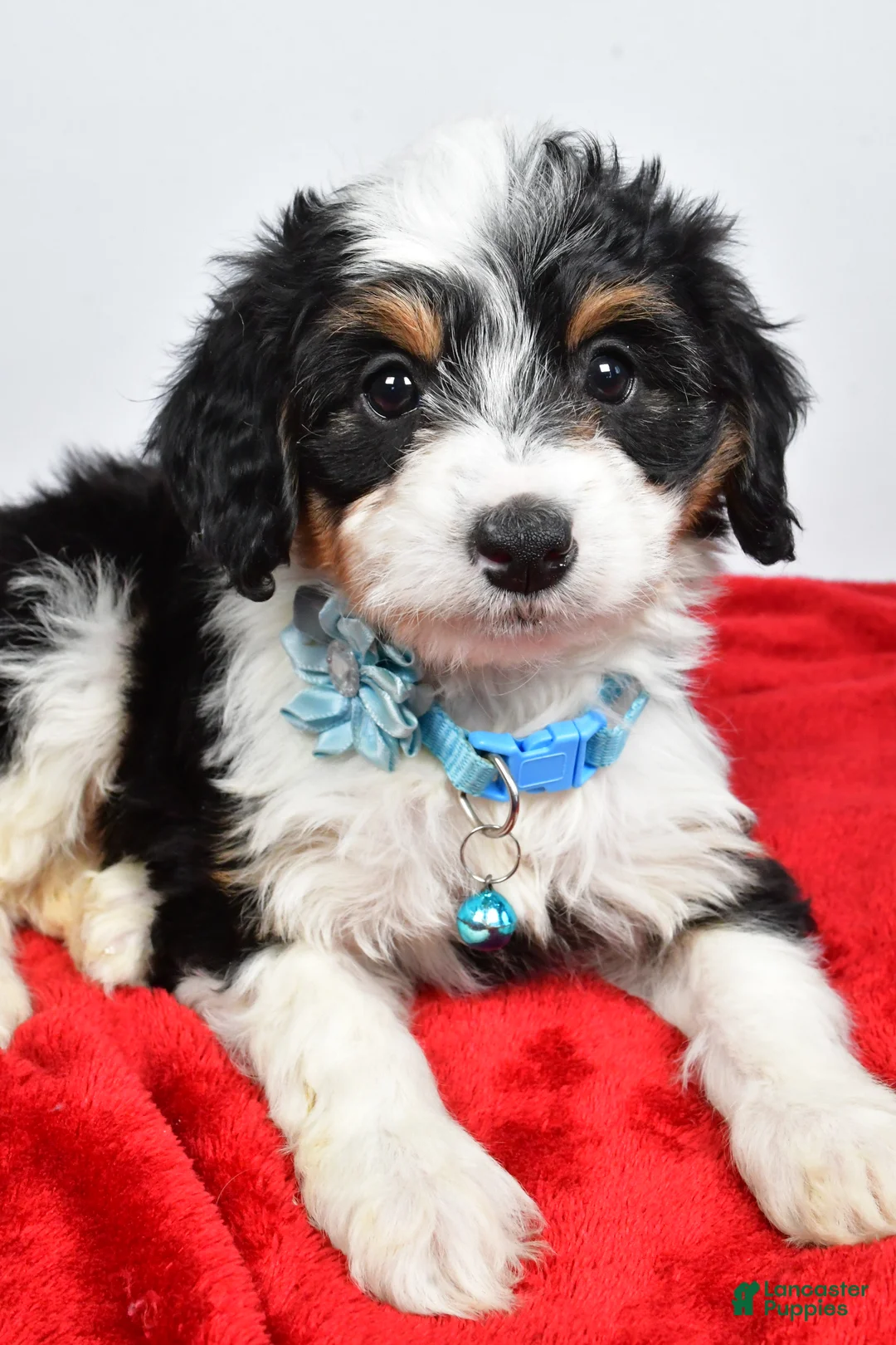 Mini Aussiedoodle dogs for sale: Gabby - Ad 3