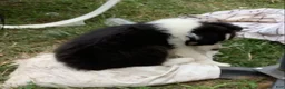 Australian Shepherd dogs for sale: Panda - Ad 5