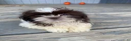 Shih Tzu dogs for sale: Tiffany - Ad 9