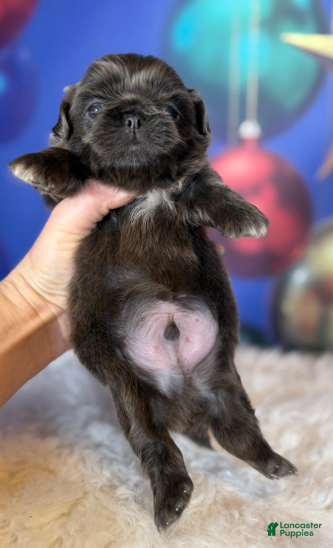 Pekingese dogs for sale: Akc DNA OFA Blue boots  - Ad 8