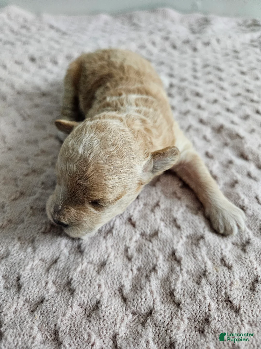 Cavapoo dogs for sale: Dexter - Ad 1