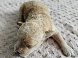 Cavapoo dogs Dexter - Ad 34