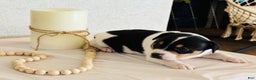 Rat Terrier dogs for sale: Storm - Ad 1
