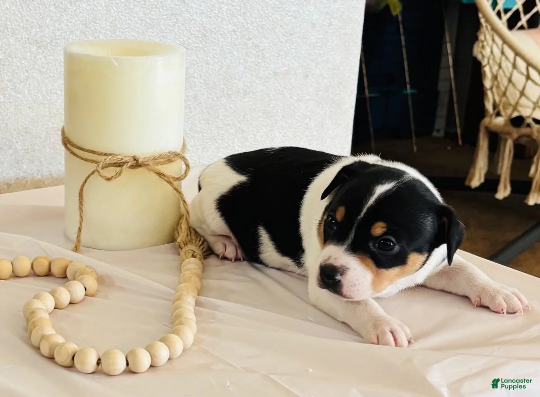 Rat Terrier dogs for sale: Storm - Ad 1