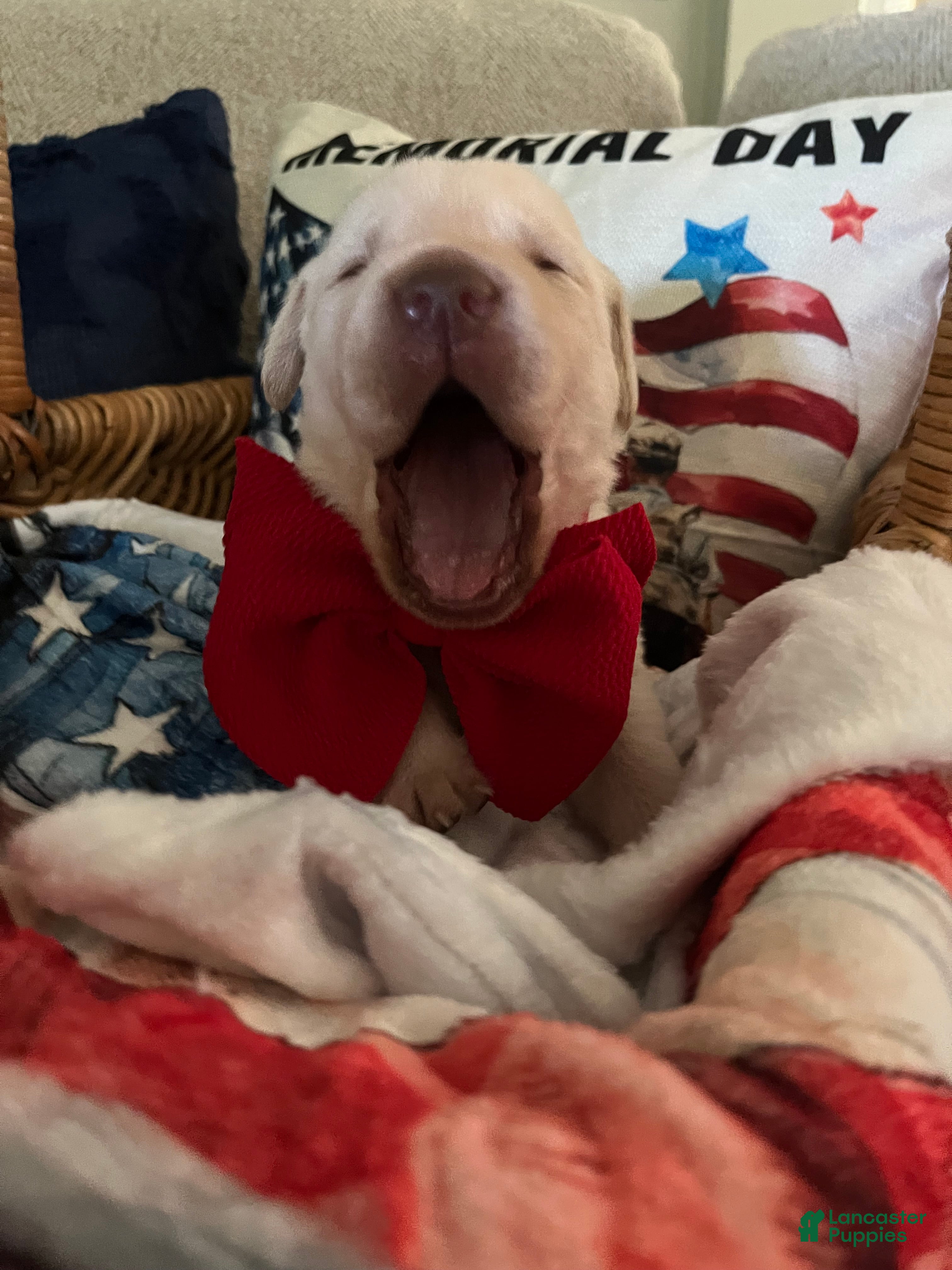 Labrador Retriever dogs Ernest T Bass - Ad 1