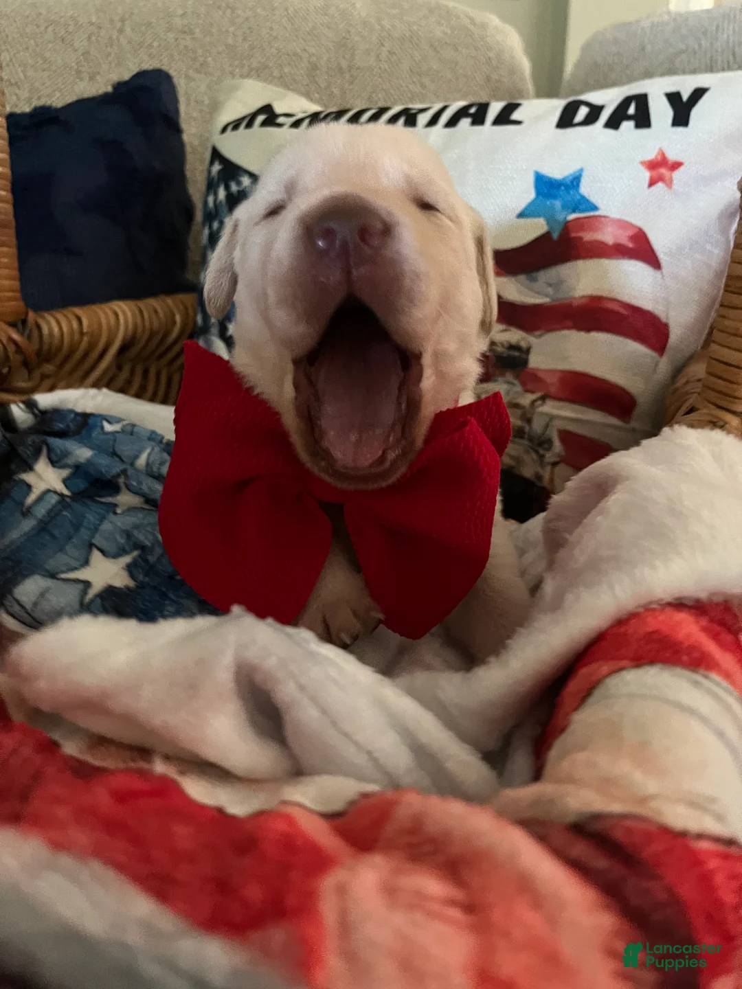 Labrador Retriever dogs for sale: Ernest T Bass - Ad 1