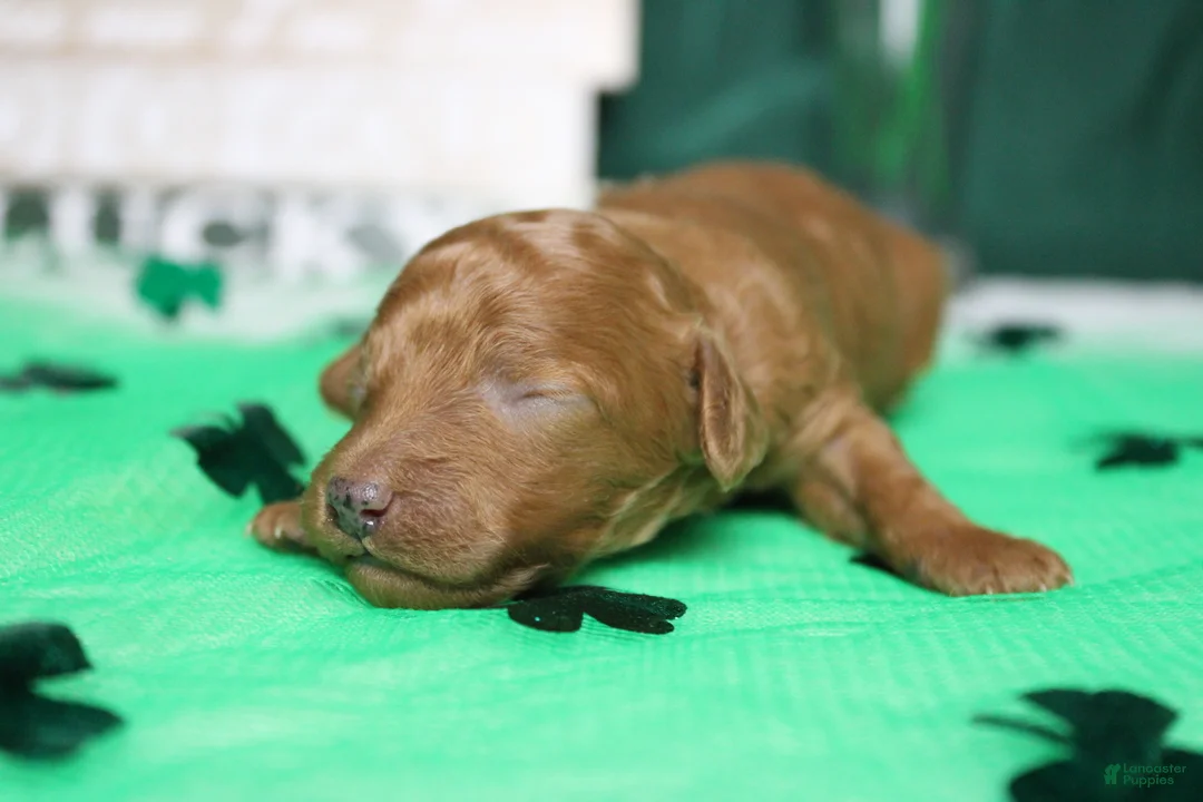 Miniature Poodle dogs for sale: Katie  - Ad 2