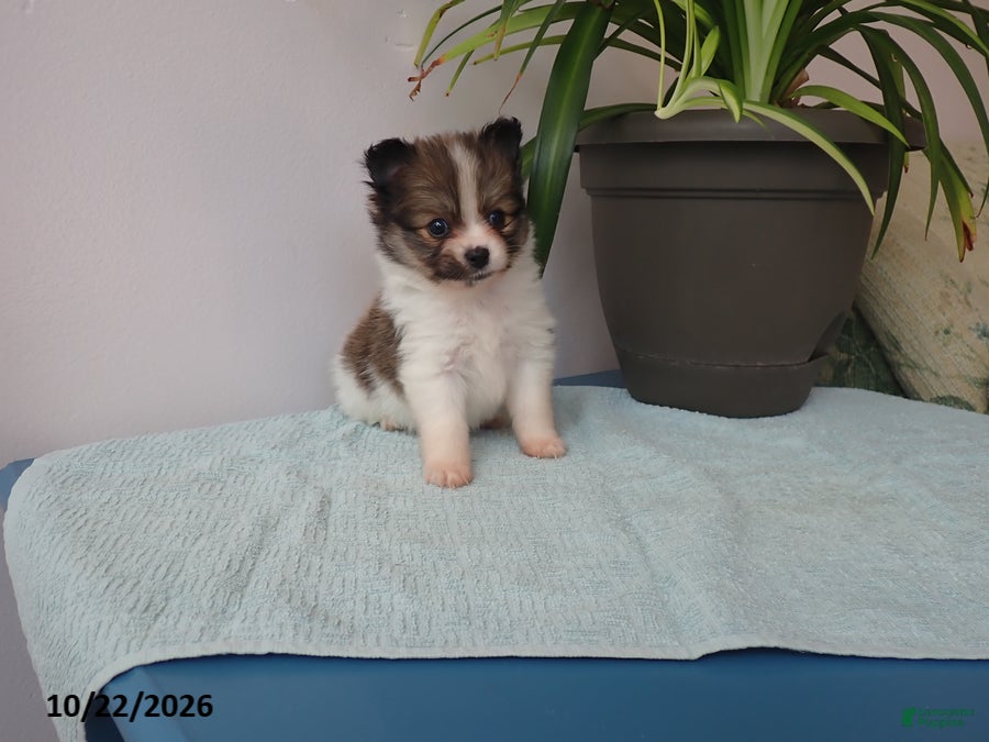 Pomeranian dogs Daisy - Ad 2