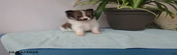 Pomeranian dogs for sale: Daisy - Ad 2