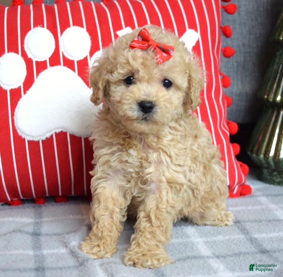 Miniature Poodle dogs for sale: Snowflake  - Ad 3