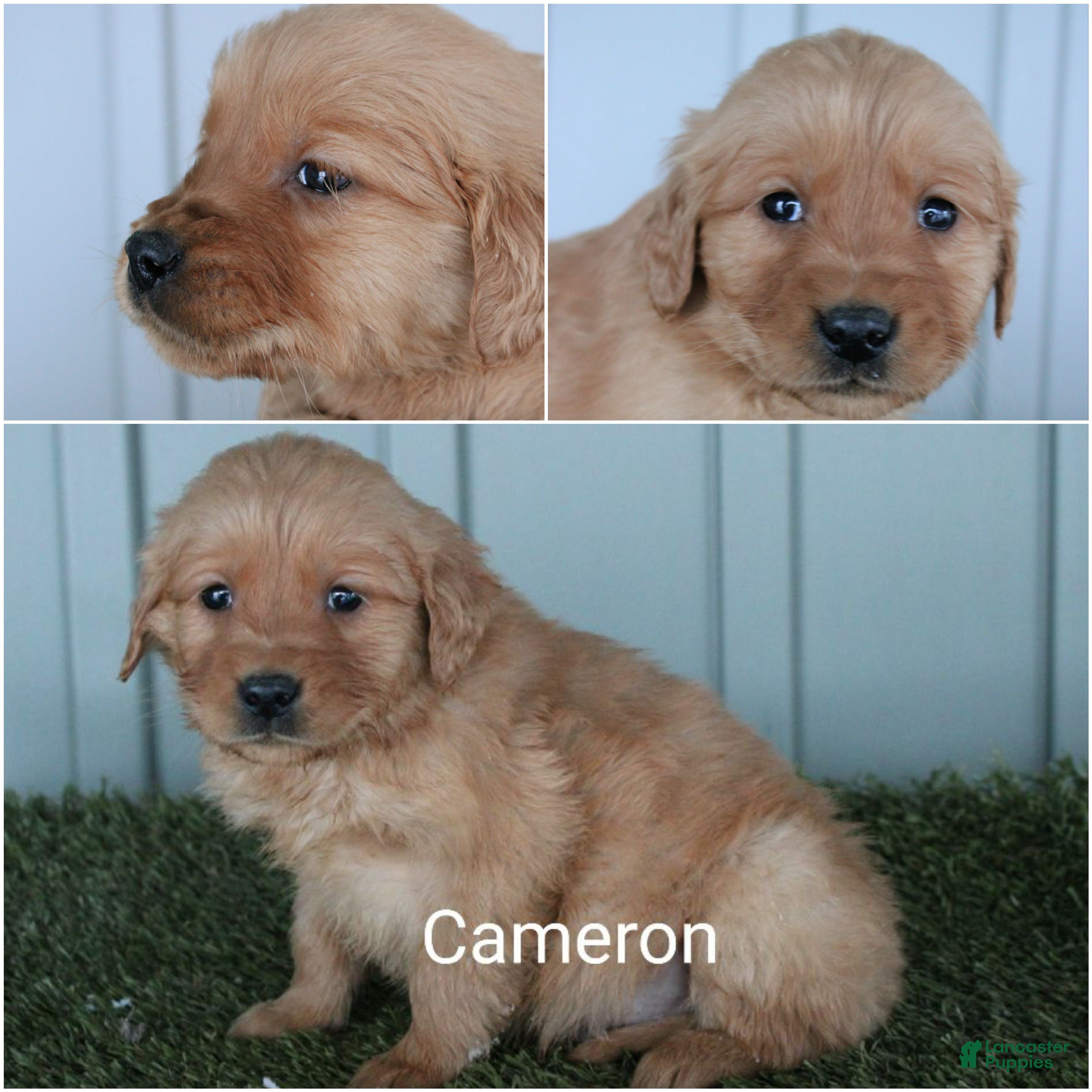 Golden Retriever dogs Golden Retriever Puppy Cameron - Ad 15