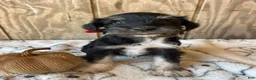 Miniature Schnauzer dogs for sale: Monty - Ad 4