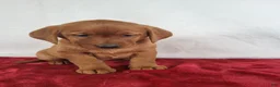 Labrador Retriever dogs for sale: Penny - Ad 3