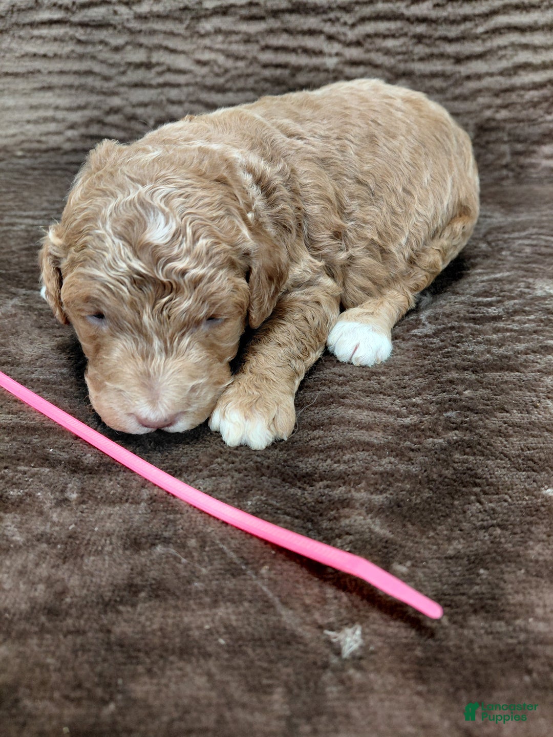 Mini Bernedoodle dogs for sale: Aspen - Ad 4