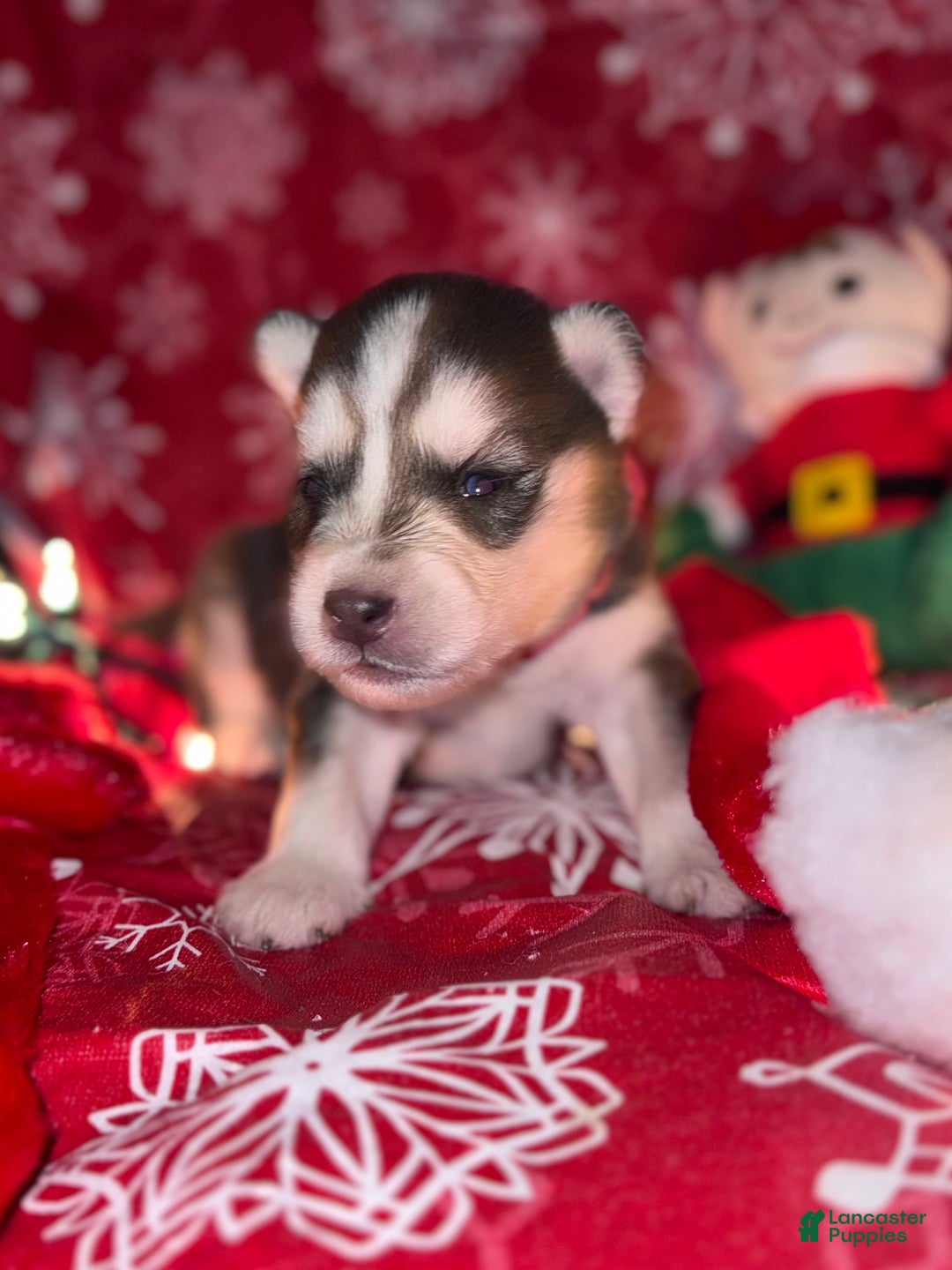 Siberian Husky dogs for sale: RED - Ad 2