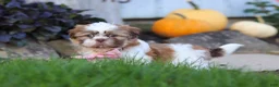 Shih Tzu dogs for sale: Lucy - Ad 4