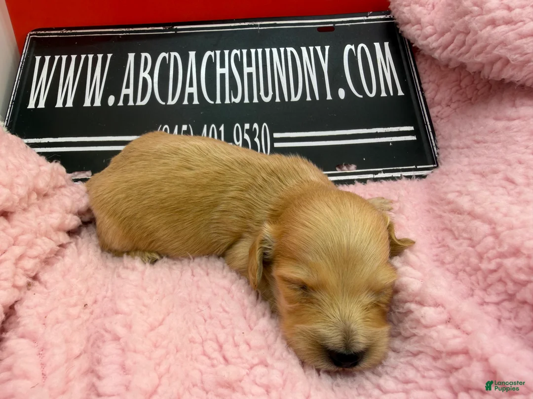 Dachshund dogs for sale: Import - Ad 28