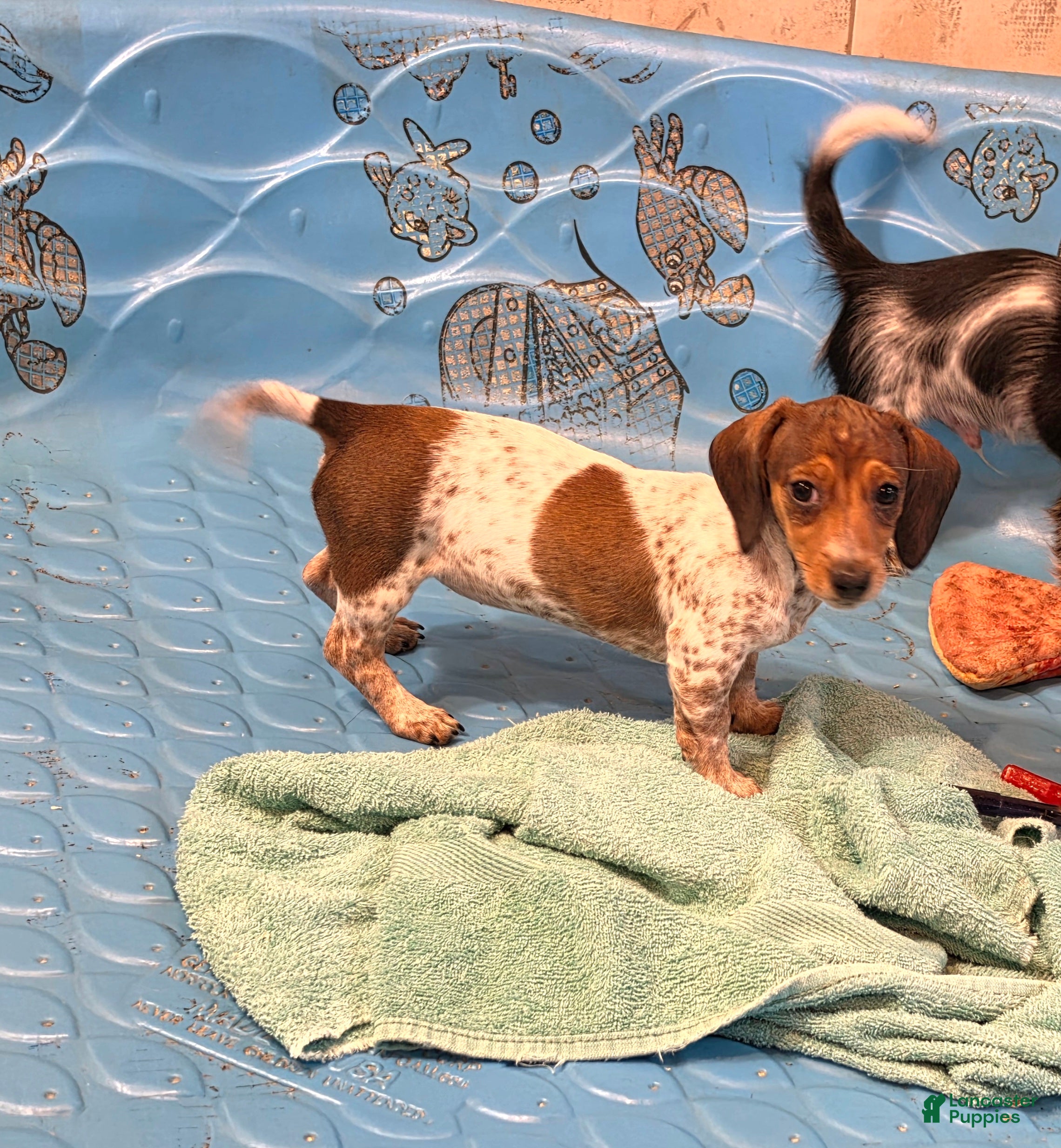 Miniature Dachshund dogs Nellie - Ad 2