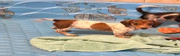 Miniature Dachshund dogs for sale: Nellie - Ad 2
