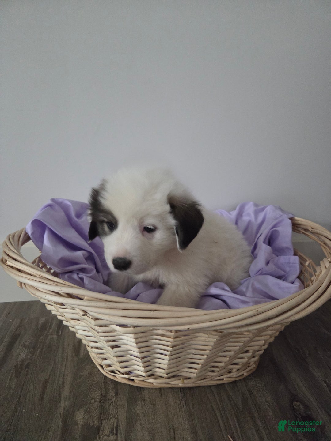Great Pyrenees dogs for sale: Max - Ad 4