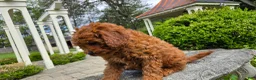 Cavapoo dogs for sale: Henry - Ad 10