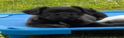French Bulldog dogs for sale: French Bulldog Male Pup - Ad 9