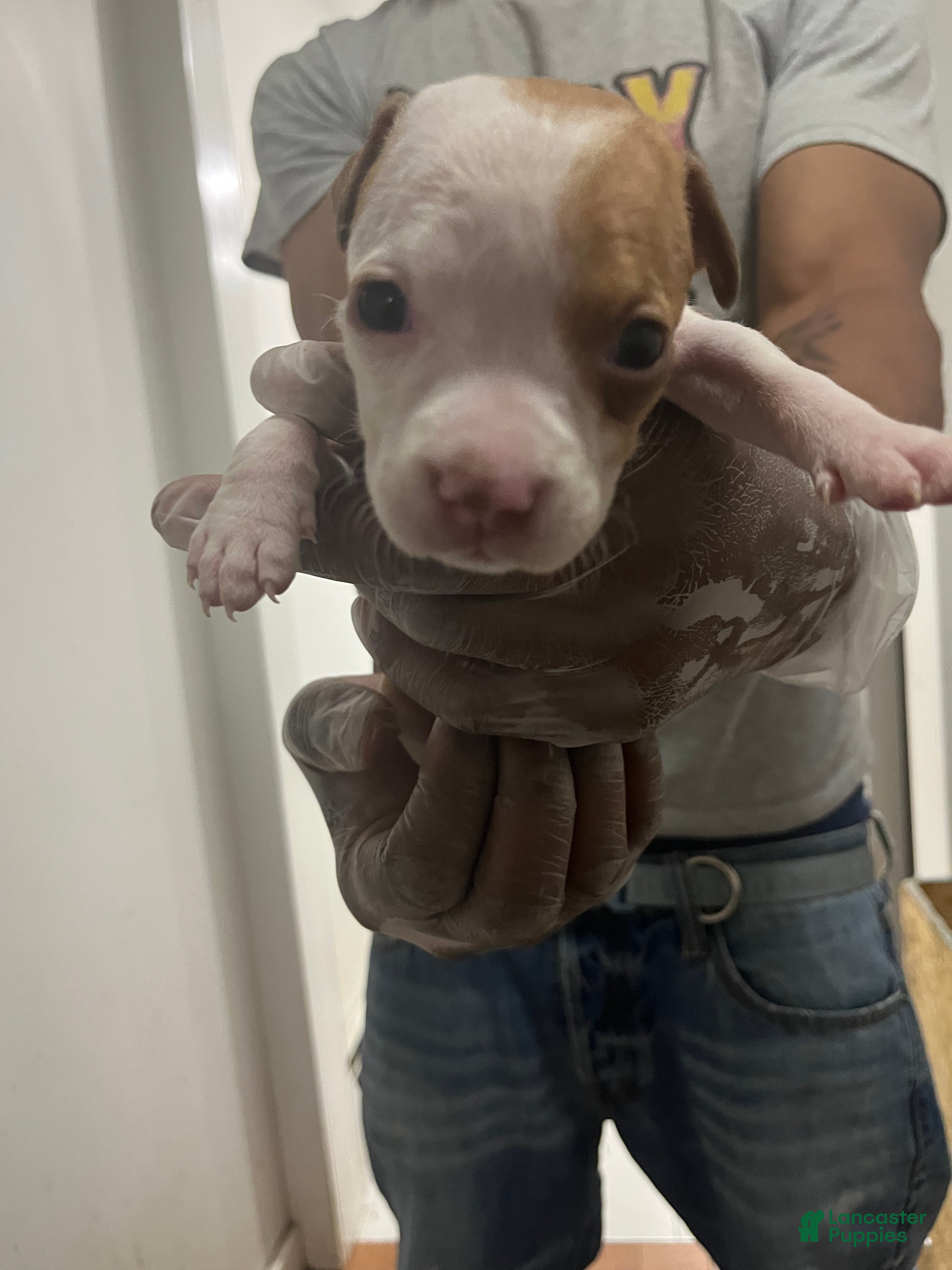 American Pit Bull Terrier dogs American Pit Bull Terrier 9 - Ad 21