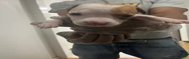 American Pit Bull Terrier 9