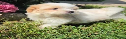 Shihpoo dogs for sale: Wendy - Ad 5