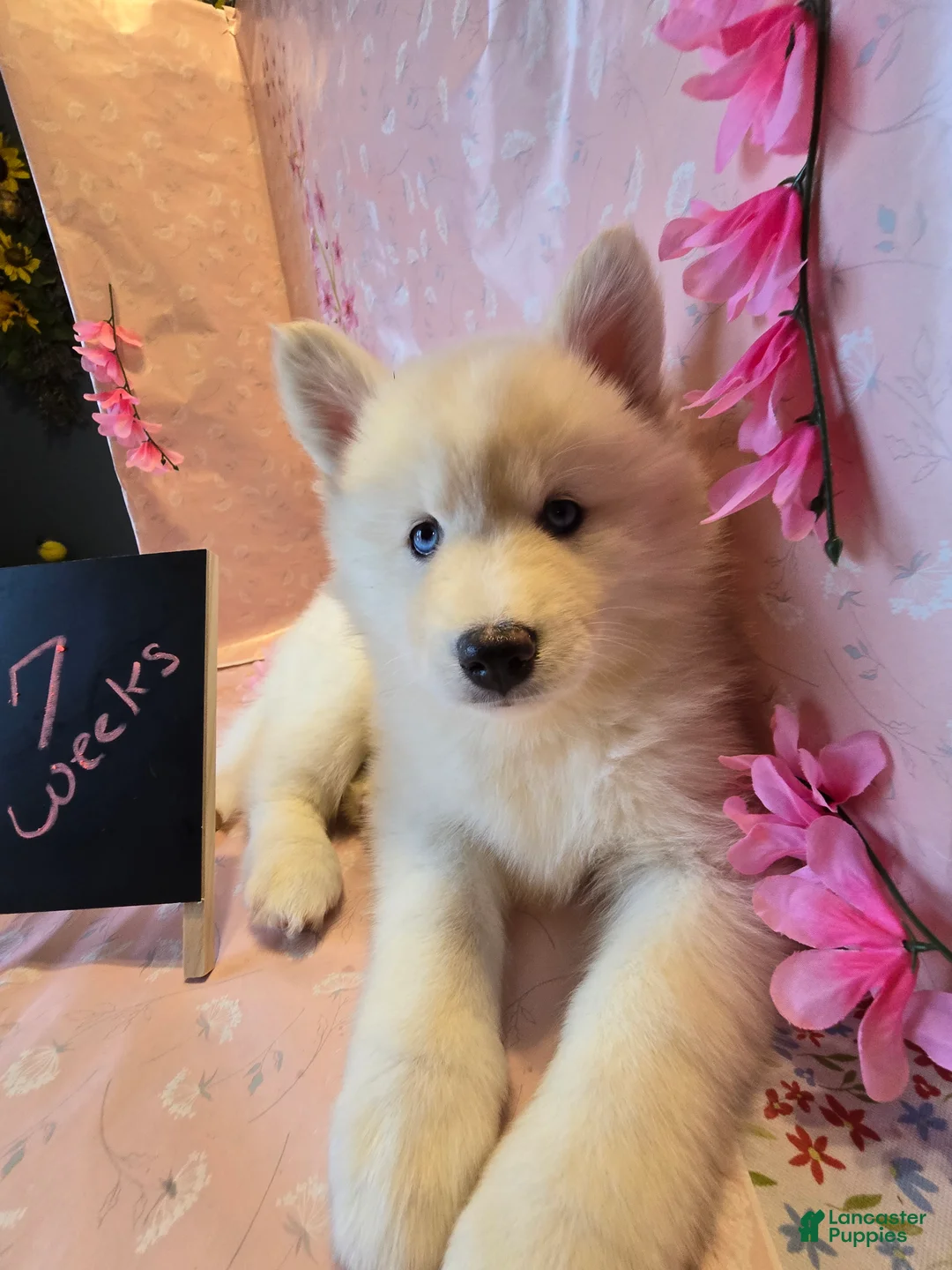 Pomsky dogs for sale: cinnamon sugar - Ad 2