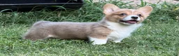 Welsh Corgi Pembroke dogs for sale: Red - Ad 2
