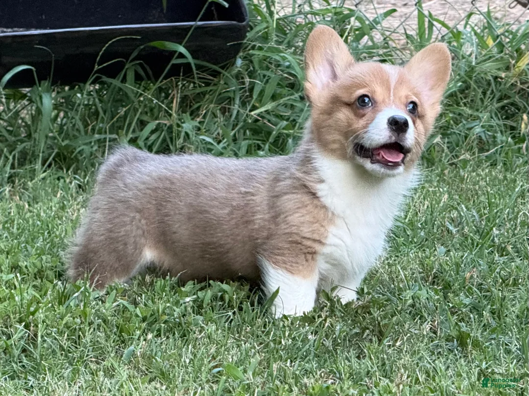 Welsh Corgi Pembroke dogs for sale: Red - Ad 2