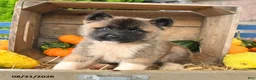 Akita dogs for sale: Naoki - Ad 5