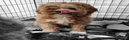 Cavapoo dogs for sale: Dumpling - Ad 5