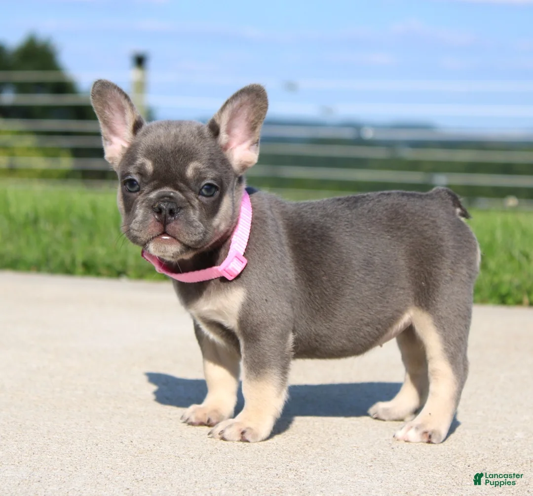 French Bulldog dogs for sale: Gloria - Ad 2