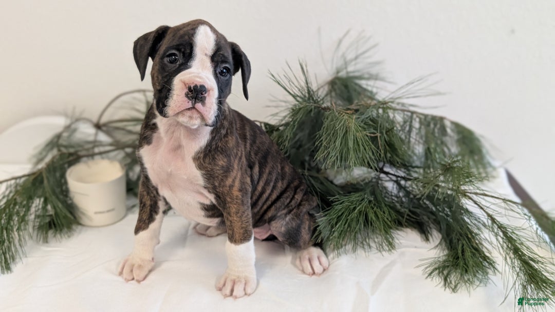 Boxer dogs for sale: Fifi - Ad 7