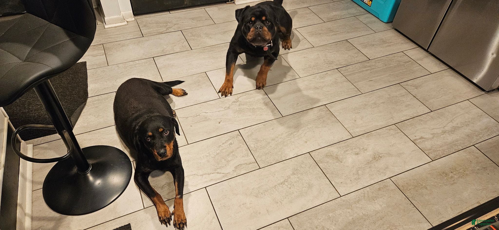 Rottweiler dogs Mina - Ad 2