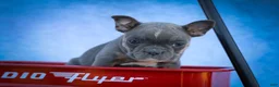 Frenchton dogs for sale: Poppy  - Ad 21