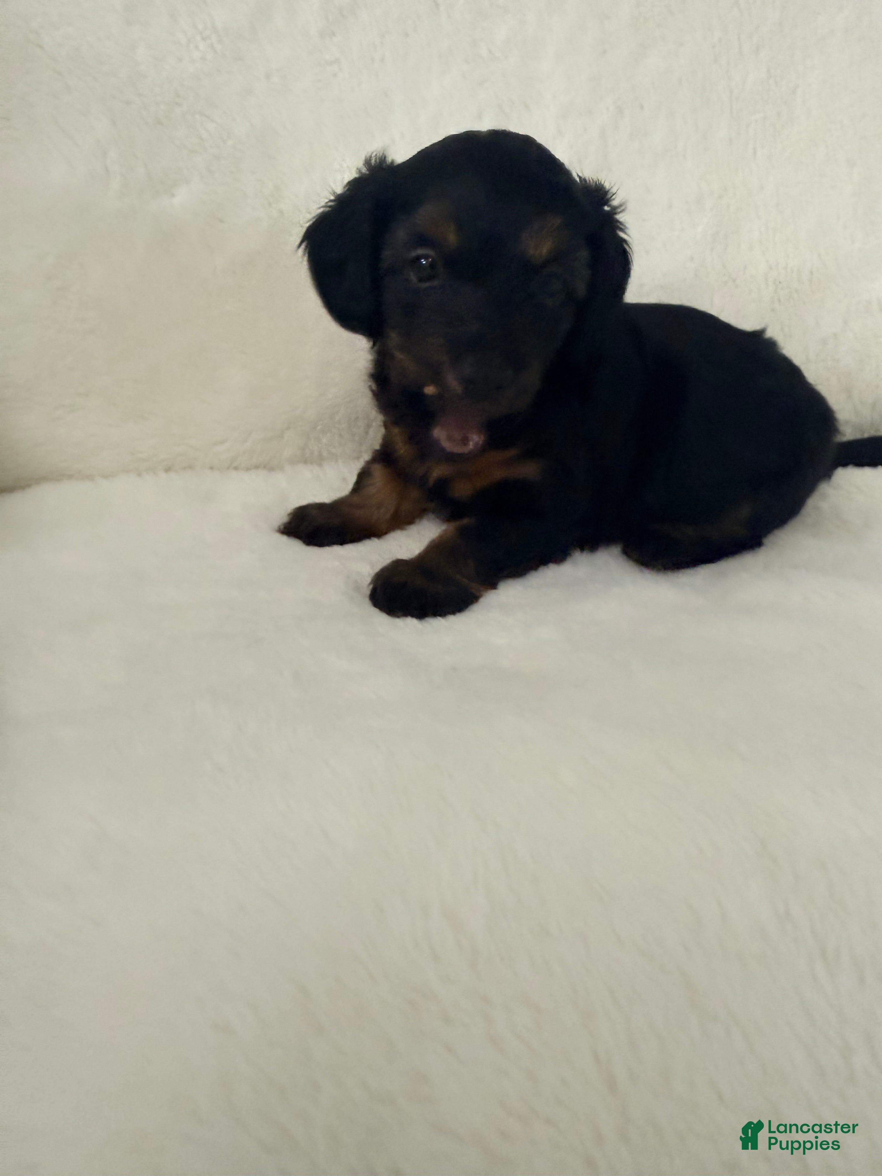 Dorkie dogs Sierra - Ad 2