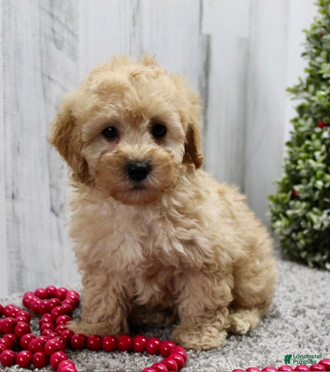 Miniature Poodle dogs for sale: Jingles - Ad 4