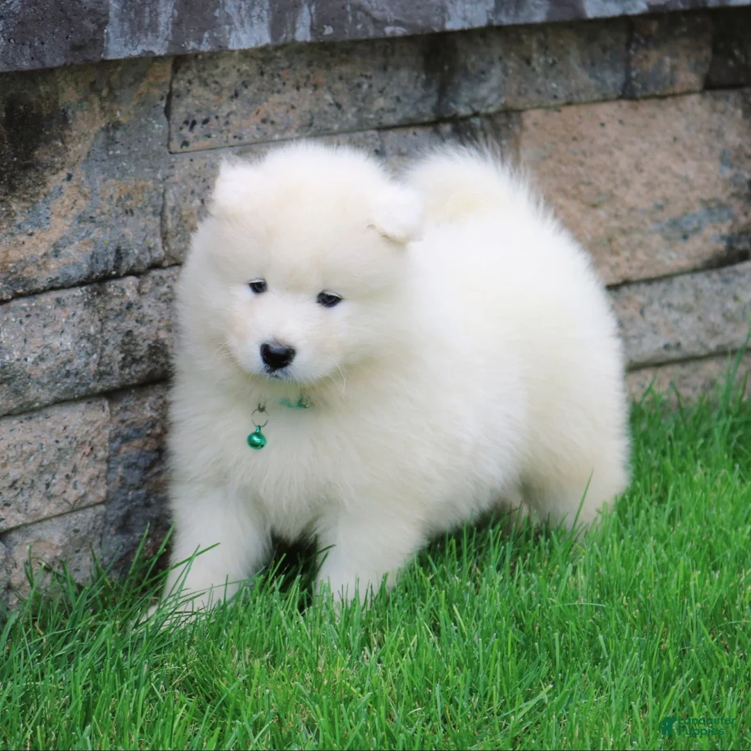 Samoyed dogs for sale: Ava - Ad 10