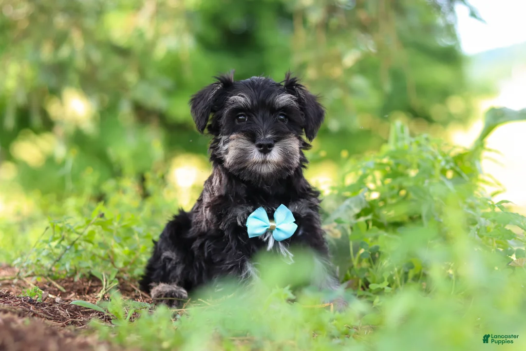 Miniature Schnauzer dogs for sale: Hunter - Ad 1