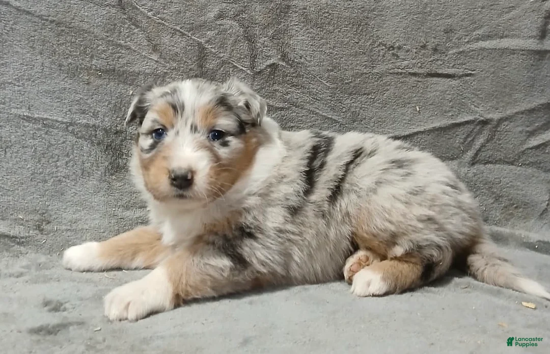 Australian Shepherd dogs for sale: Flynn - Ad 34
