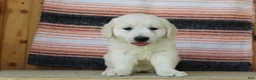 Golden Retriever dogs for sale: Queenie English Cream  - Ad 4