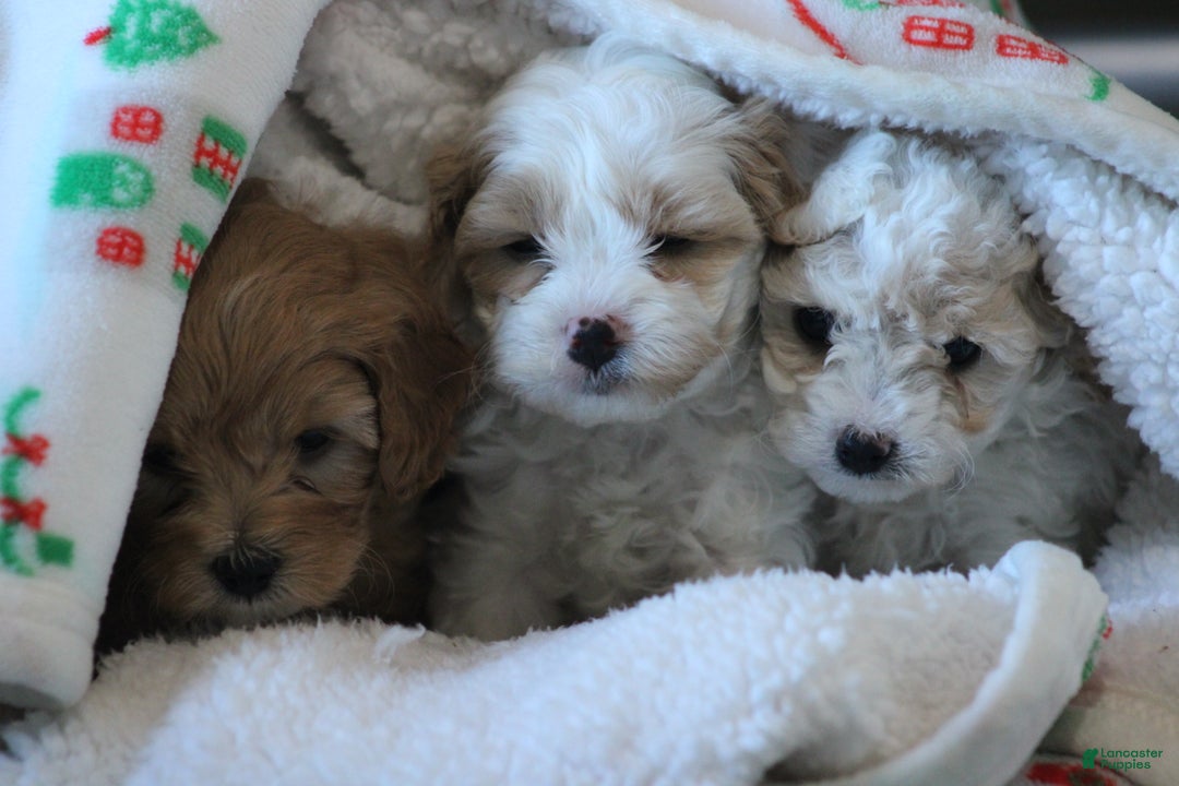 Cavapoo dogs for sale: Tonya - Ad 4